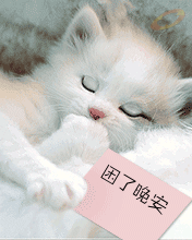 看妹子睡觉觉表情 想要么一起来