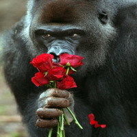 趣味另类微信个性头像 别来无恙你还狗模狗样