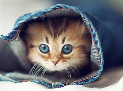 微信卖萌可爱小猫咪图片 过来让姐姐抱抱