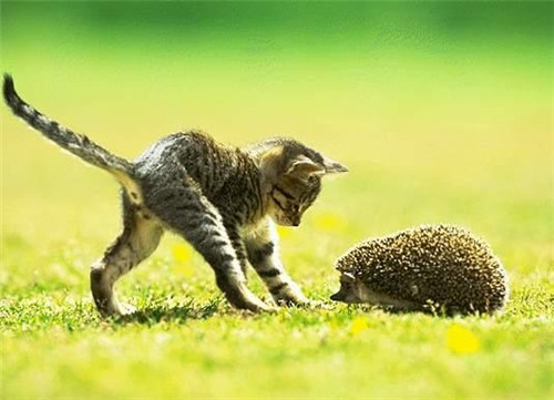 微信卖萌可爱小猫咪图片 过来让姐姐抱抱