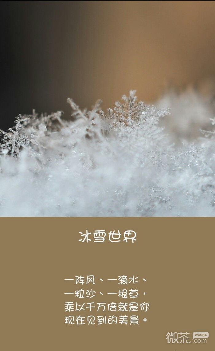 回忆的季节 勿忘我