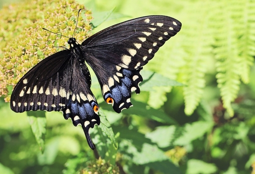 微信小清新森系蝴蝶伤感花朵清新美图