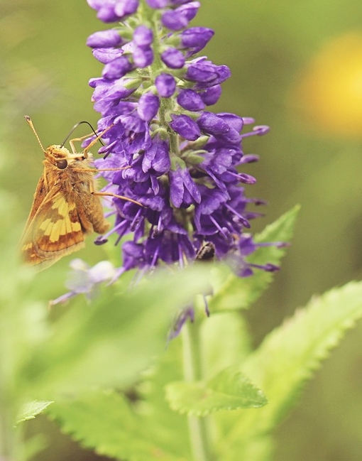 微信小清新森系蝴蝶伤感花朵清新美图