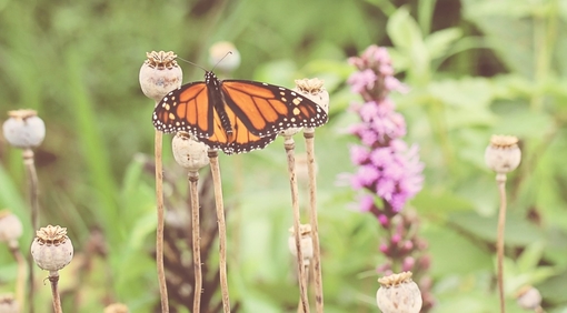 微信小清新森系蝴蝶伤感花朵清新美图