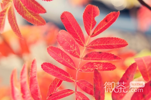 微信意境素材伤感森系小清新意境图片