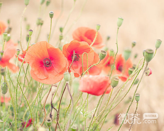 微信意境清新lomo治愈系风景微信图片