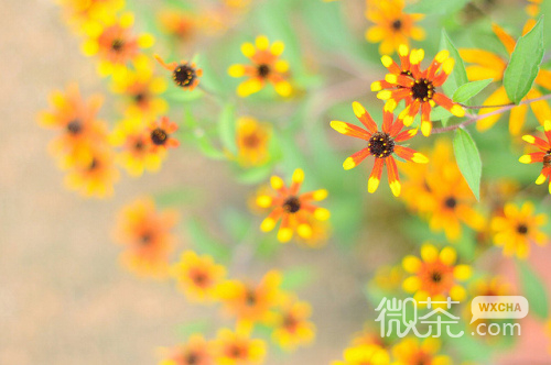 微信意境清新lomo治愈系风景微信图片