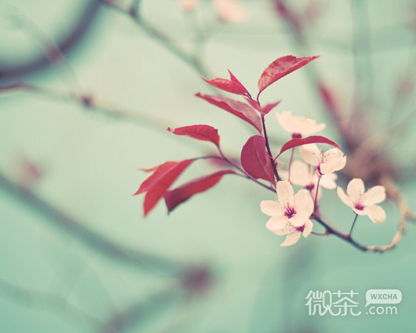 岁月是场有去无回的旅行