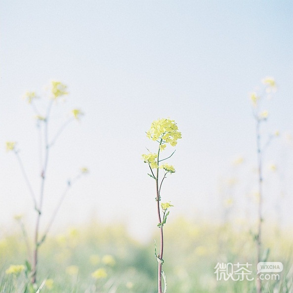 小清新微信森系日系清新图片