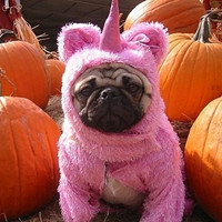 萌萌哒的搞怪动物头像2016  家有萌宠