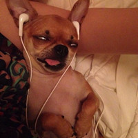 萌萌哒的搞怪动物头像2016  家有萌宠