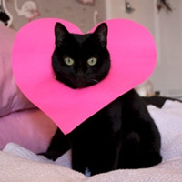 萌萌哒的搞怪动物头像2016  家有萌宠