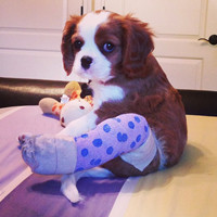 萌萌哒的搞怪动物头像2016  家有萌宠