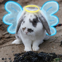 萌萌哒的搞怪动物头像2016  家有萌宠