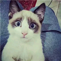 萌萌哒的搞怪动物头像2016  家有萌宠