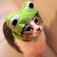 萌萌哒的搞怪动物头像2016  家有萌宠