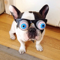 萌萌哒的搞怪动物头像2016  家有萌宠