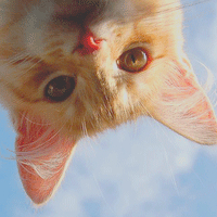 萌萌哒的搞怪动物头像2016  家有萌宠