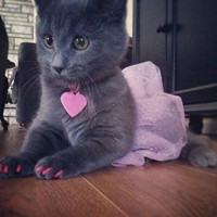 萌萌哒的搞怪动物头像2016  家有萌宠