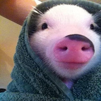 萌萌哒的搞怪动物头像2016  家有萌宠