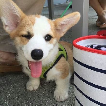 可爱狗狗微信图片