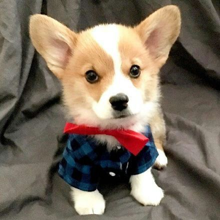 可爱狗狗微信图片