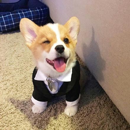 可爱狗狗微信图片