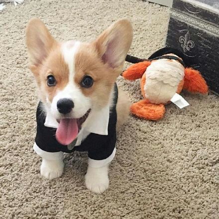 可爱狗狗微信图片