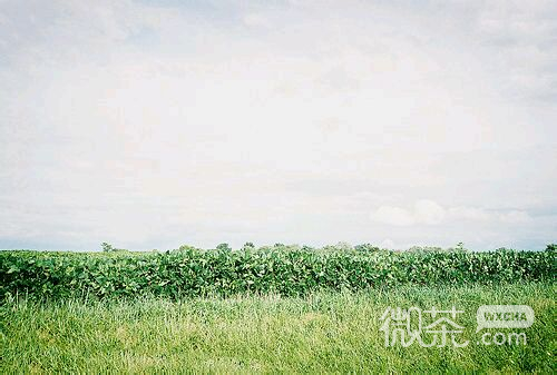小清新微信图片  择一城终老，遇一人白首