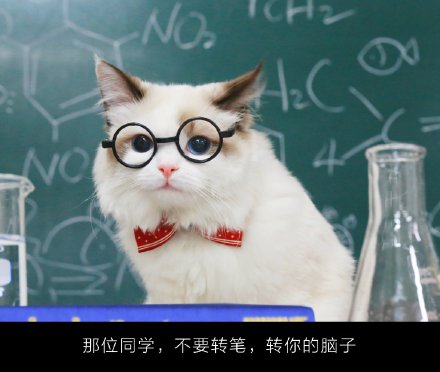 超萌的喵老师课堂微信图片带字 你喜欢这样的小猫咪吗