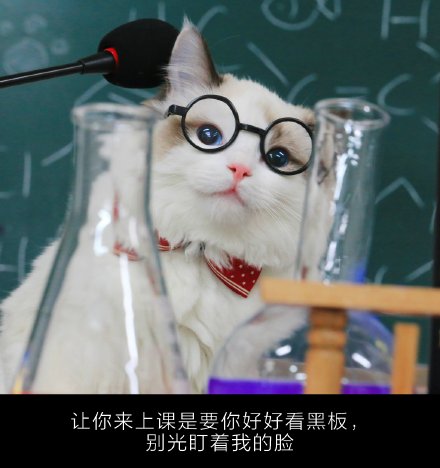 超萌的喵老师课堂微信图片带字 你喜欢这样的小猫咪吗