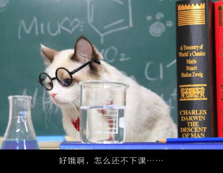 超萌的喵老师课堂微信图片带字 你喜欢这样的小猫咪吗
