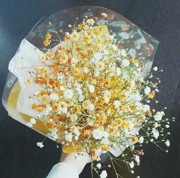 满天星微信唯美图片  满天星的花语是甘愿当配角