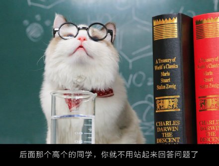超萌的喵老师课堂微信图片带字 你喜欢这样的小猫咪吗