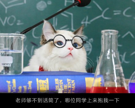 超萌的喵老师课堂微信图片带字 你喜欢这样的小猫咪吗