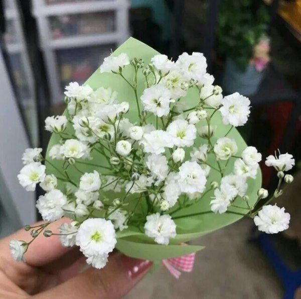 满天星微信唯美图片  满天星的花语是甘愿当配角