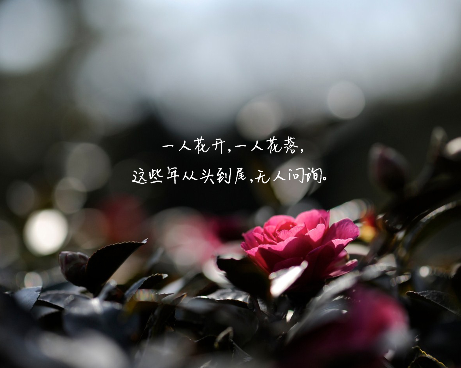 何以笙箫默经典语录唯美图片  既然琴瑟起,何以笙箫默