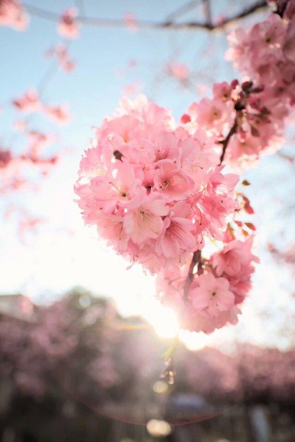 微信樱花唯美图片  明年春天陪你一起看樱花