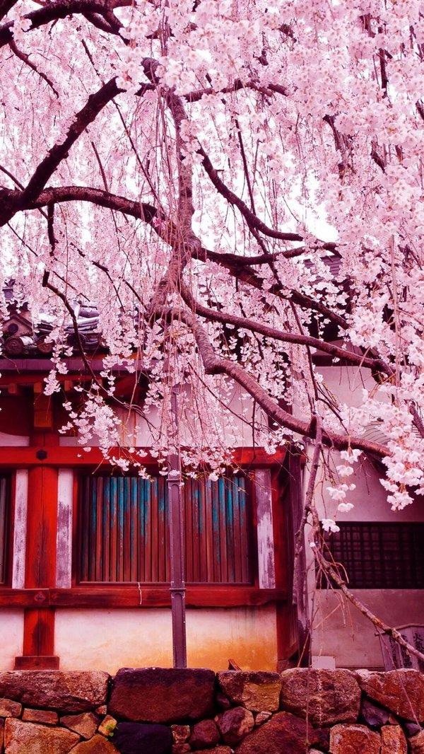 微信樱花唯美图片  明年春天陪你一起看樱花