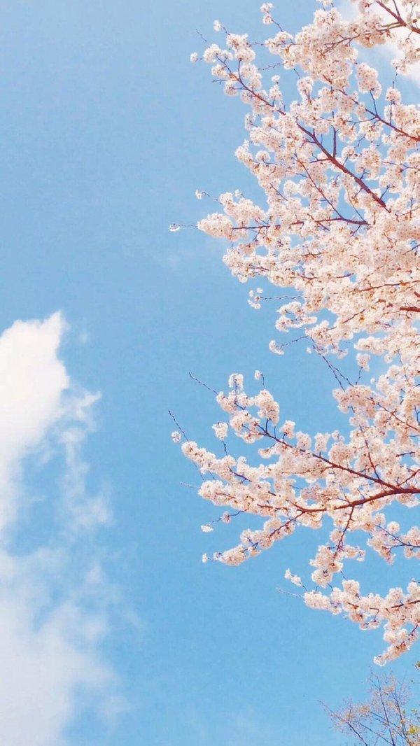 微信樱花唯美图片  明年春天陪你一起看樱花