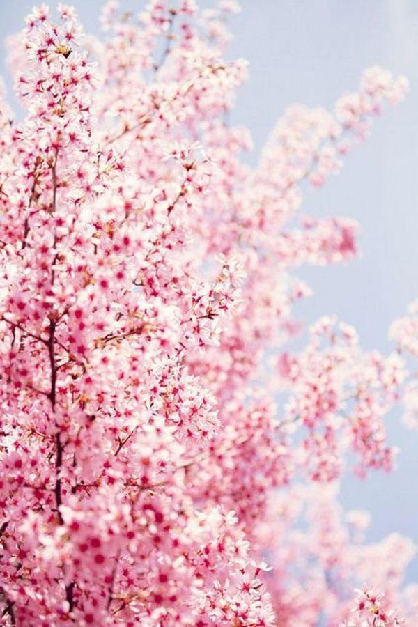微信樱花唯美图片  明年春天陪你一起看樱花