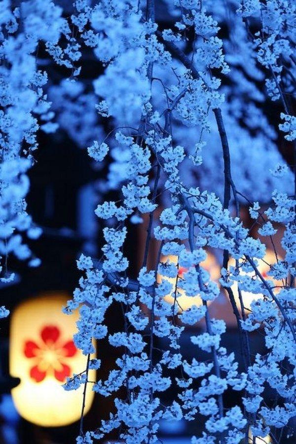 微信樱花唯美图片  明年春天陪你一起看樱花