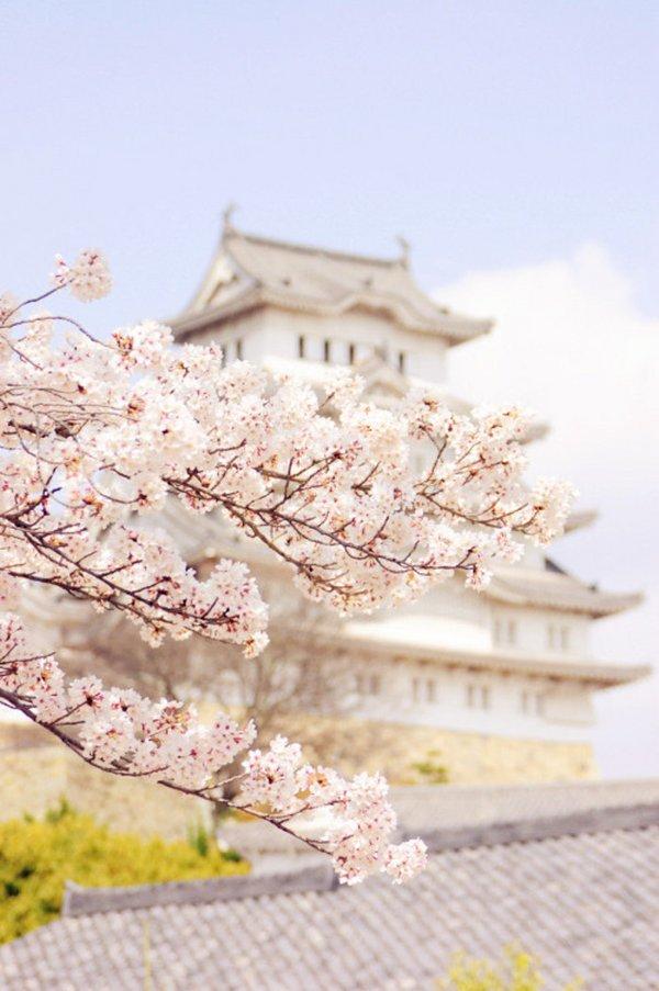 微信樱花唯美图片  明年春天陪你一起看樱花