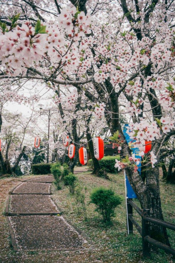 微信樱花唯美图片  明年春天陪你一起看樱花