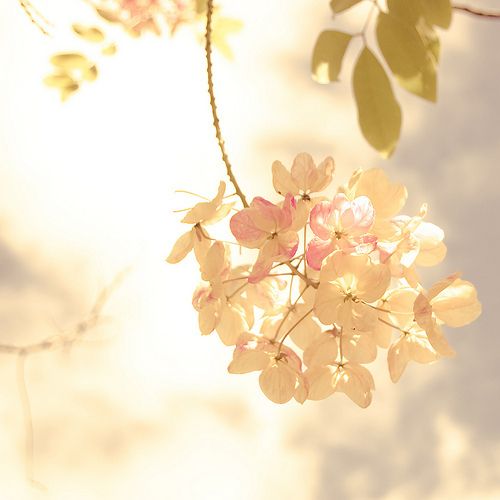 微信花朵小清新唯美图片  你若盛开,清风自来