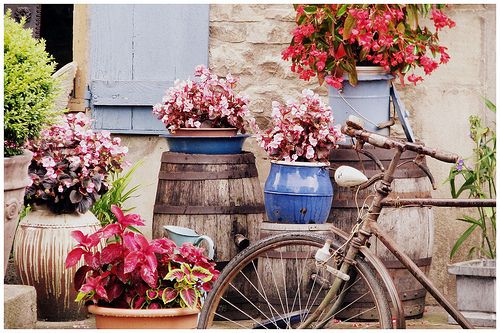 唯美小清新风景图片  那年有花开在我的窗前