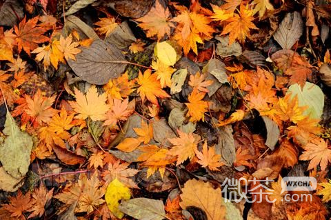 微信Lomo落叶图片大全  叶落知秋寒