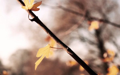 微信Lomo落叶图片大全  叶落知秋寒