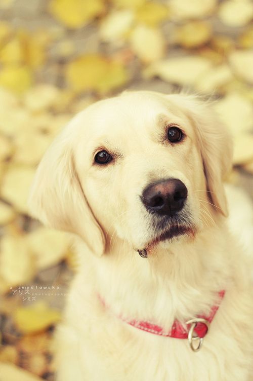 可爱狗狗微信图片  萌出一脸血