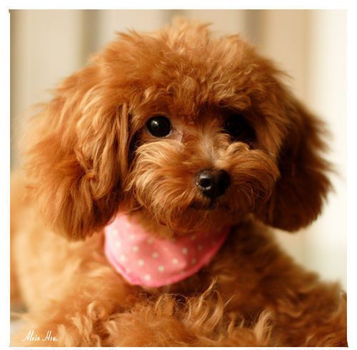 可爱狗狗微信图片  萌出一脸血